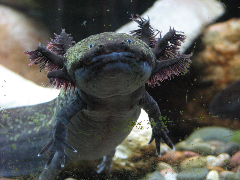 a black axolotl