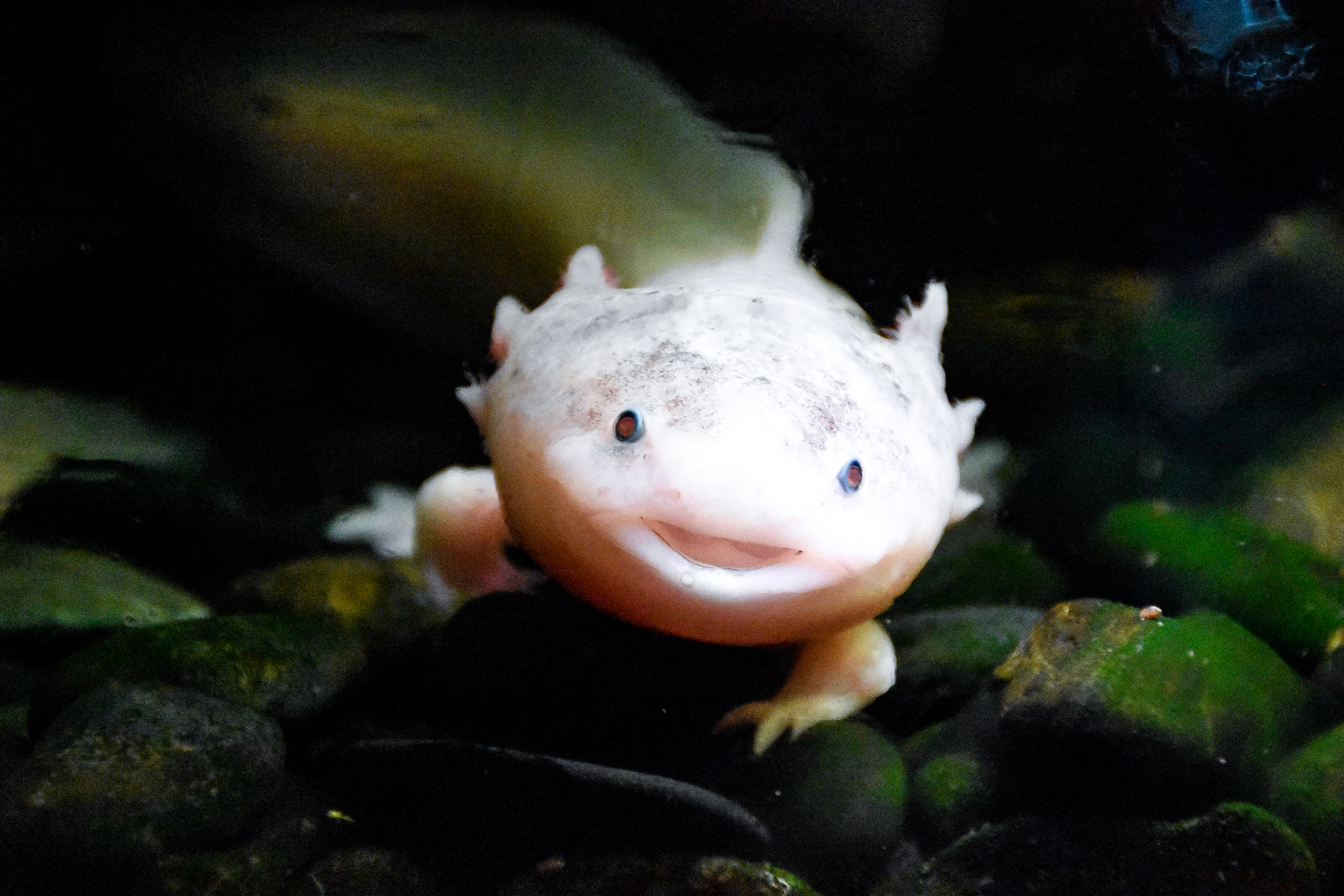 a white axolotl