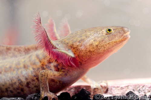 a yellow axolotl